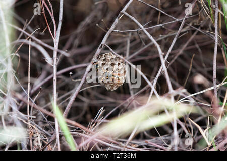 Wespen im Bau von ihrem Nest, in der Mitte der Vegetation. Stockfoto