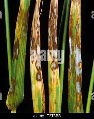 Gerste blatt Fleck oder Blatt brühen (Rhynchosporium secalis) Läsionen dieser schweren Pilzerkrankung auf Gerste Blätter Stockfoto