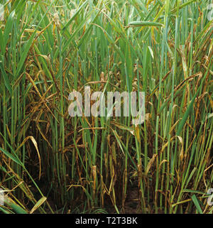 Gerste blatt Fleck oder Blatt brühen (Rhynchosporium secalis) schwere Infektionen auf Gerste Getreide mit den Ohr im Boot Stockfoto