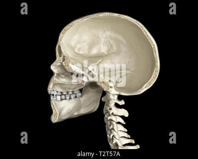 Menschlicher Schädel mittlere sagittale Querschnitt, Seitenansicht. Auf schwarzem Hintergrund. Stockfoto