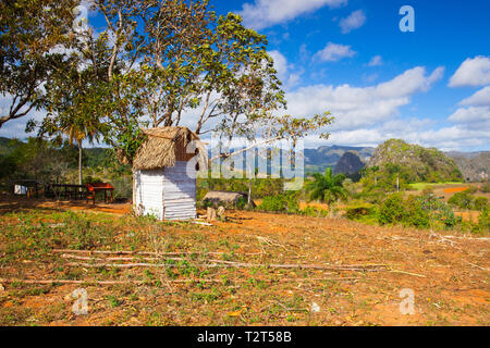 Berühmte Kuba Ackerland Tabak Bereich, Tal de Vinales, Pinar Del Rio, Kuba. Stockfoto