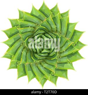 Spirale Aloe sukkulente Zimmerpflanze oder Wüste Werk Vector Illustration, geometrische Muster Blume grün Stock Vektor