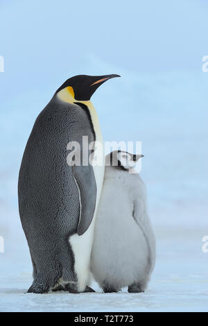 Kaiserpinguine, Aptenodytes forsteri, mit einem Küken, Snow Hill Island, Antartic Peninsula, Antarktis Stockfoto