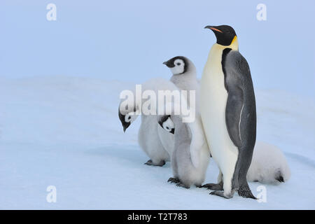 Kaiserpinguine, Aptenodytes forsteri, Erwachsene mit einer Gruppe von Küken, Snow Hill Island, Antartic Peninsula, Antarktis Stockfoto