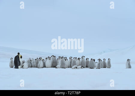 Kaiserpinguine, Aptenodytes forsteri, Gruppe der Küken mit einem Erwachsenen, Snow Hill Island, Antartic Peninsula, Antarktis Stockfoto