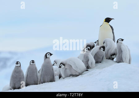 Kaiserpinguine, Aptenodytes forsteri, Gruppe der Küken mit einem Erwachsenen, Snow Hill Island, Antartic Peninsula, Antarktis Stockfoto