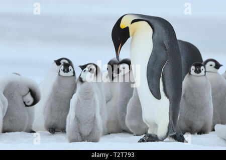 Kaiserpinguine, Aptenodytes forsteri, Erwachsene mit einer Gruppe von Küken, Snow Hill Island, Antartic Peninsula, Antarktis Stockfoto