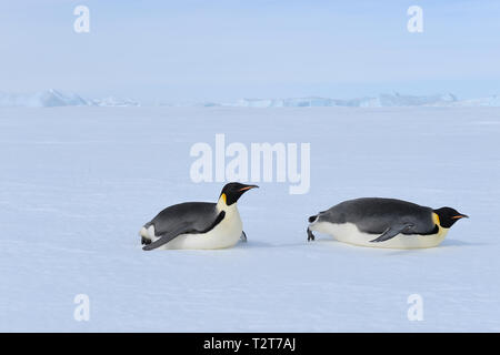 Kaiserpinguine, Aptenodytes forsteri, Erwachsenen rutschen auf dem Bauch über das Eis, Snow Hill Island, Antartic Peninsula, Antarktis Stockfoto