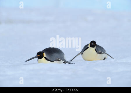 Kaiserpinguine, Aptenodytes forsteri, Erwachsenen rutschen auf dem Bauch über das Eis, Snow Hill Island, Antartic Peninsula, Antarktis Stockfoto