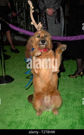 LOS ANGELES, Ca. November 08, 2000: Canine Schauspieler KELLY bei der Weltpremiere in Universal City, seines neuen Films Dr. Seuss' Wie der Grinch Weihnachten gestohlen hat. Er spielt treuen Hund der Grinch Max. © Paul Smith/Featureflash Stockfoto
