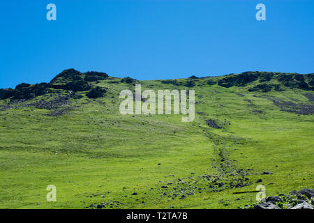 Wildgras auf Highland Wiese im Sommer in Artvin in der Türkei Stockfoto