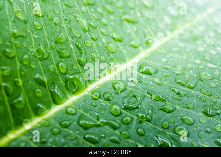 Makro Wassertropfen auf einem grünen Blatt für natürliche Hintergrund Stockfoto