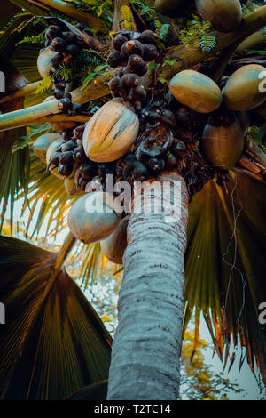 Nahaufnahme von Thefamous Coco de Mer Kokosnuss Palmen im Botanischen Garten von Mahe, Seychellen. Stockfoto