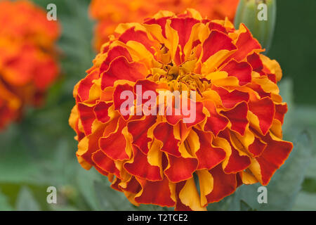 Afro-French Ringelblume 'Zenith Rot', Tagetes Patula x Erecta Stockfoto