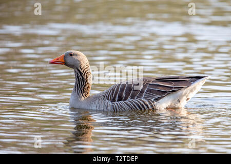 Graugans (Anser anser) Schwimmen in einem Teich im Naturschutzgebiet Moenchbruch in der Nähe von Frankfurt, Deutschland. Stockfoto