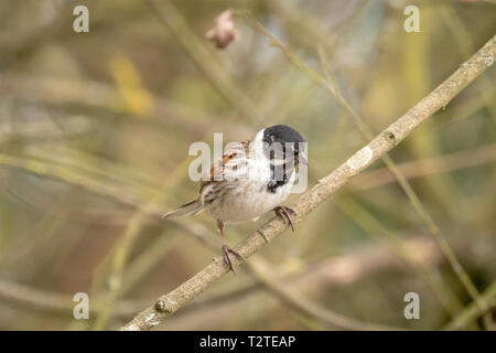 Rohrammer (Emberiza schoeniclus) in natürlichen Waldgebiet gelegen Stockfoto