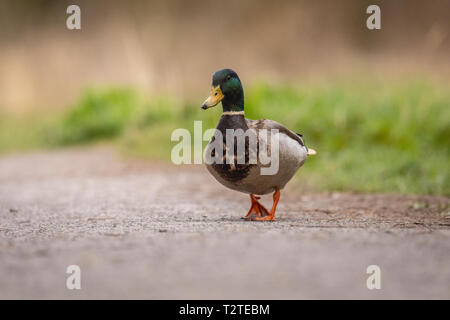 Mallard Ente (Anas platyrhynchos)Wandern auf Pfad mit grünem Gras Hintergrund Stockfoto