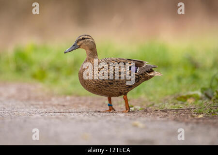 Mallard Ente (Anas platyrhynchos)Wandern auf Pfad mit grünem Gras Hintergrund Stockfoto