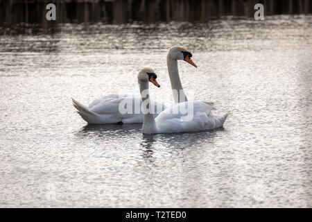 Höckerschwan (Cygnus olor), UK-paar Schwäne schwimmen in einem See mit ihren Köpfen, die in die gleiche Richtung. Kopieren Sie Platz. Stockfoto