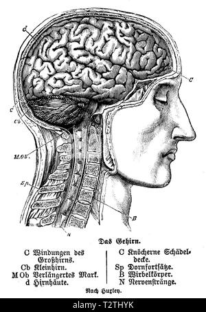 Menschliche Gehirn: Präsentation mit geöffneten Schädel. Nach Huxley, 1905 Stockfoto