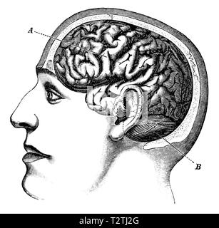 Position des Gehirns im menschlichen Kopf, Großhirn, Kleinhirn, 1910 Stockfoto