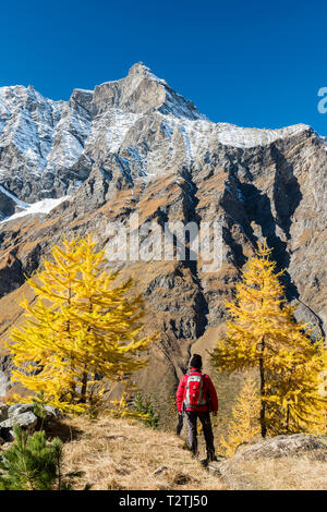 Italien, Aostatal, Nationalpark Gran Paradiso Rhemes Tal, La Grande Rousse (3.607 m) von Entrelor Plateau; Europäische lärchen Wald im Herbst, Wanderer Stockfoto