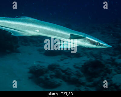 (Echeneis naucrates Sharksucker). Im Roten Meer, Ägypten. Stockfoto