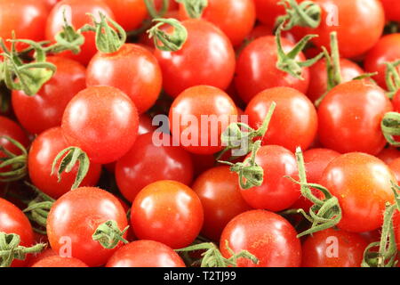 Frisches Wild Johannisbeere Tomaten in Detailansicht Stockfoto