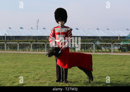 Army Mascot Irish Wolfhound in Aintree, Liverpool. April 2019. Aintree Eröffnungstag. Drummer Murray, 1st Bataillon Irish Guards mit dem Regimentsmaskottchen Domnhall, der später an der Eröffnungszeremonie des dreitägigen Grand National Festivals teilnehmen wird. Stockfoto