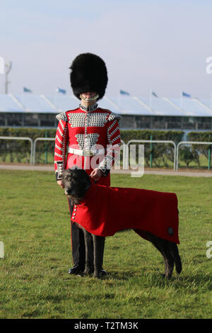 Army Mascot Irish Wolfhound in Aintree, Liverpool. April 2019. Aintree Eröffnungstag. Drummer Murray, 1st Bataillon Irish Guards mit dem Regimentsmaskottchen Domnhall, der später an der Eröffnungszeremonie des dreitägigen Grand National Festivals teilnehmen wird. Stockfoto