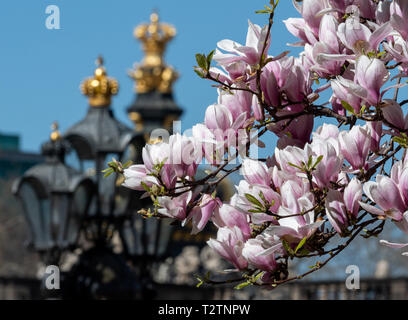 Dresden, Deutschland. 04 Apr, 2019. Der Magnolie blüht vor der Dresdner Zwinger mit der Krone Tor. Credit: Robert Michael/dpa-Zentralbild/ZB/dpa/Alamy leben Nachrichten Stockfoto