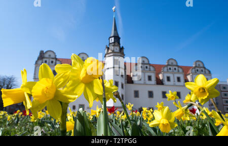 04 April 2019, Sachsen-Anhalt, Dessau-Roßlau: Ostern Glocken Blüte vor dem Johannbau des ehemaligen Stadtschlosses in Dessau. Der Frühling ist Erwachen alles rund um das Bauhaus Stadt. Foto: Hendrik Schmidt/dpa-Zentralbild/dpa Stockfoto