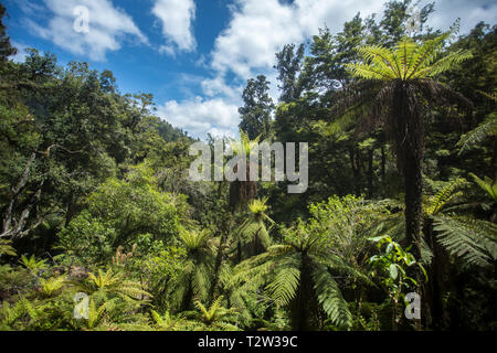 Gemischt Buche und Baum Farn Wald, See Waikaremoana, Te Urewera National Park, North Island, Neuseeland. Stockfoto