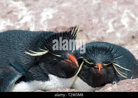 Südliche rockhopper Penguin oder Rockhopper penguin (Eudyptes chrysocome), Portrait von Paar an der Küste, Halbinsel Valdes, Patagonien, Argentinien Stockfoto