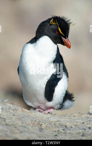 Südliche rockhopper Penguin oder Rockhopper penguin (Eudyptes chrysocome), Erwachsener, Punta Delgada, Patagonien, Argentinien Stockfoto