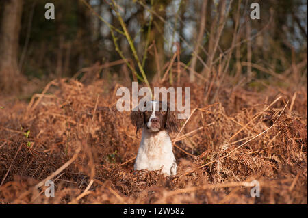 Springer Spaniel Stockfoto