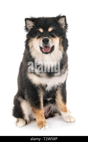 Finnische Lapphund vor weißem Hintergrund Stockfoto