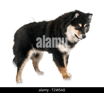 Finnische Lapphund vor weißem Hintergrund Stockfoto