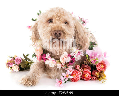 Lagotto Romagnolo vor weißem Hintergrund Stockfoto