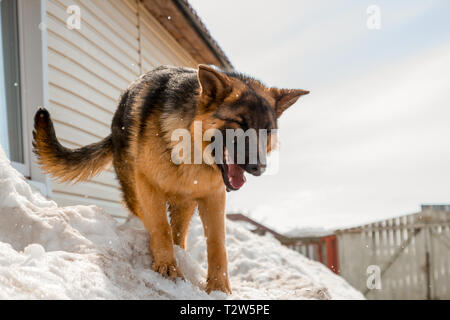 Schöne junge Hund Schäferhund steht im Schnee Stockfoto