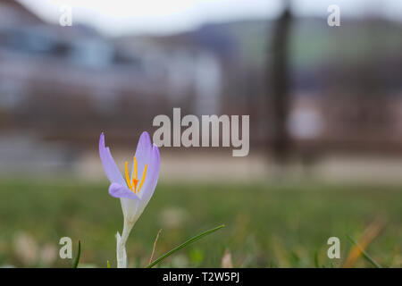 Single crocus im grünen Gras wächst. Stockfoto