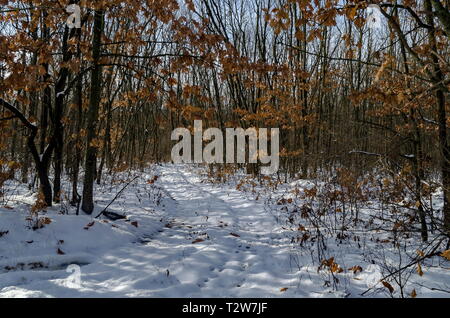 Neuen Blick auf verschneite Laubwald mit Schmutz Straße im Winter in der Nähe von Zavet Stadt, Bulgarien, Europa Stockfoto