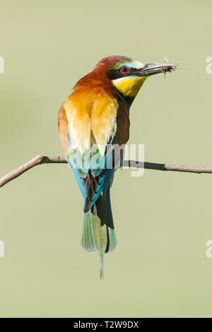 Männliche europäischen Bienenfresser Merops apiaster Lateinischer Name, auf einem Zweig mit ein Insekt im Schnabel gehockt Stockfoto