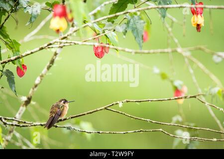 Gesprenkelte hummingb sitzen auf Zweig mit gelben und roten Blüten, von tropischen Wald, Kolumbien Kolibri, Vogel hocken, winzige schöner Vogel ruhenden o Stockfoto