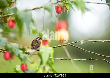 Gesprenkelte hummingb sitzen auf Zweig mit gelben und roten Blüten, von tropischen Wald, Kolumbien Kolibri, Vogel hocken, winzige schöner Vogel ruhenden o Stockfoto