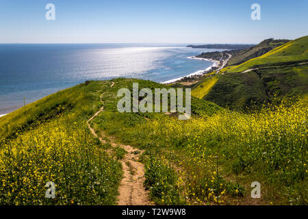 Lebendige gelb Wildblumen für Corral Canyon, Malibu, Kalifornien im Frühjahr 2019, vier Monate nach dem Woolsey Brand im November 2018 zerstört. Stockfoto