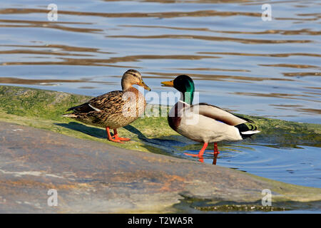 Weibliche und männliche Stockente, Anas platyrhynchos, umwerben, auf einem Felsen am Meer an einem schönen Frühlingstag. Stockfoto