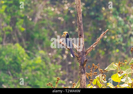 Orientalische pied hornbill Weiblichen in der Natur Stockfoto