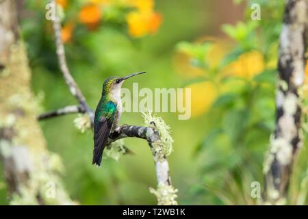 Andengemeinschaft Emerald sitzen auf Zweig, Kolibri aus tropischen Wald, Ecuador, Vogel hocken, kleinen Vogel im Regenwald ruht, klare bunten Hintergrund, nat Stockfoto