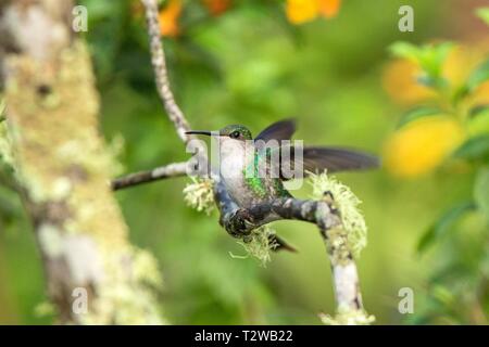 Andengemeinschaft Emerald sitzen auf Zweig, Kolibri aus tropischen Wald, Ecuador, Vogel hocken, winzige Vogel mit ausgebreiteten Flügeln, klare bunten Hintergrund, n Stockfoto